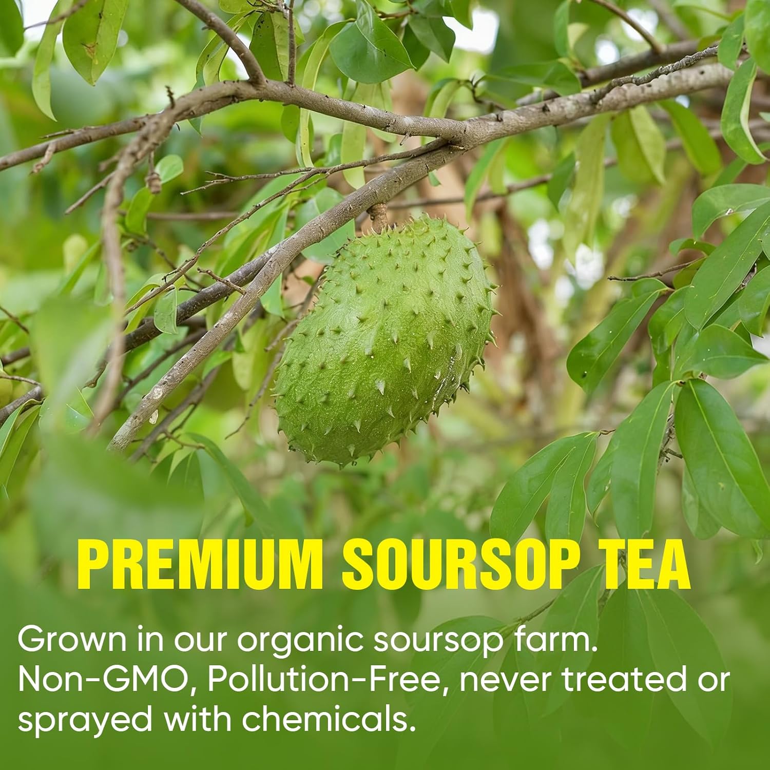 TEAWOO Soursop Tea Bags, 60 Packs 100% Natural Soursop Leaves (Hojas de Guanabana), Sugar-Free Caffeine-Free Gluten-Free Non-GMO Herbal Tea